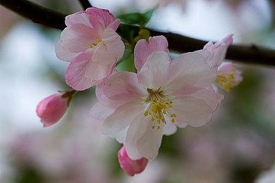 迷宫探索游戏《废墟上绽放的土豆花》2022年冬季发售